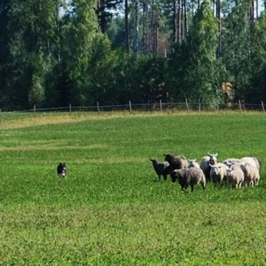 Vallhundstävling i Fallängetorp, norra Västmanland.