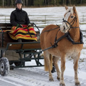 Häst och vagn i Fallängetorp.